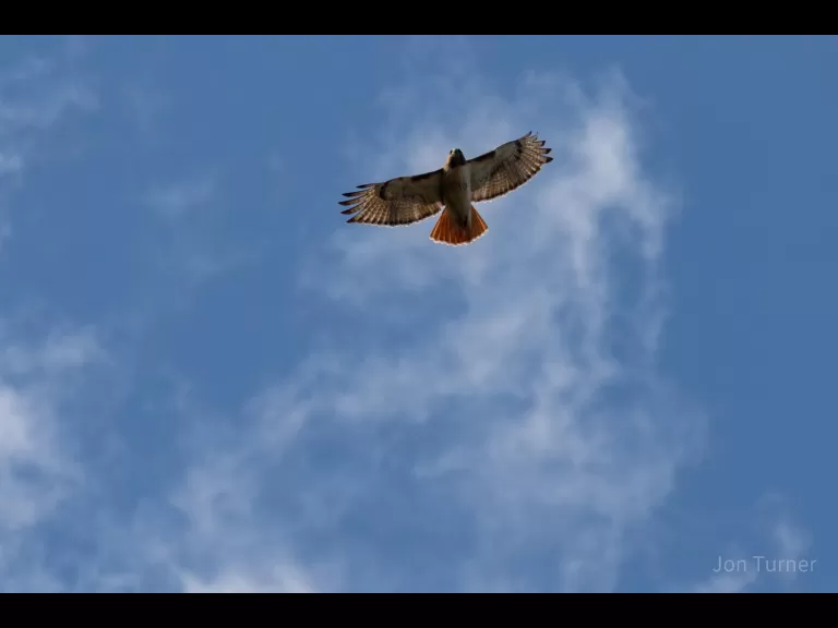 A red-tailed hawk in Harvard, photographed by Jon Turner.