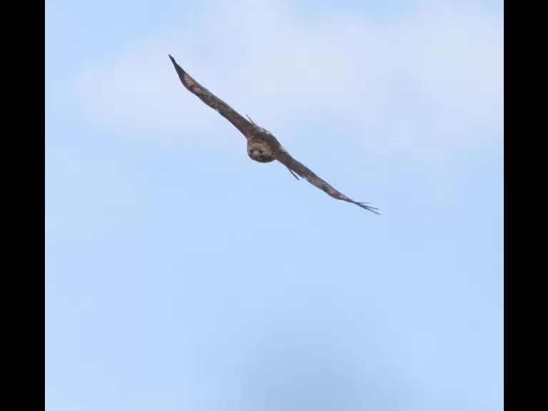 A red-tailed hawk at Breakneck Hill Conservation Land in Southborough, photographed by Steve Forman.
