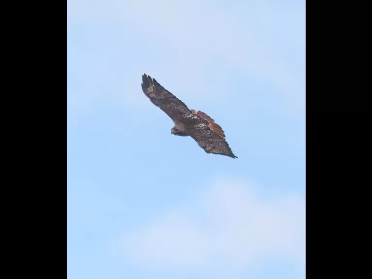 A red-tailed hawk at Breakneck Hill Conservation Land in Southborough, photographed by Steve Forman.