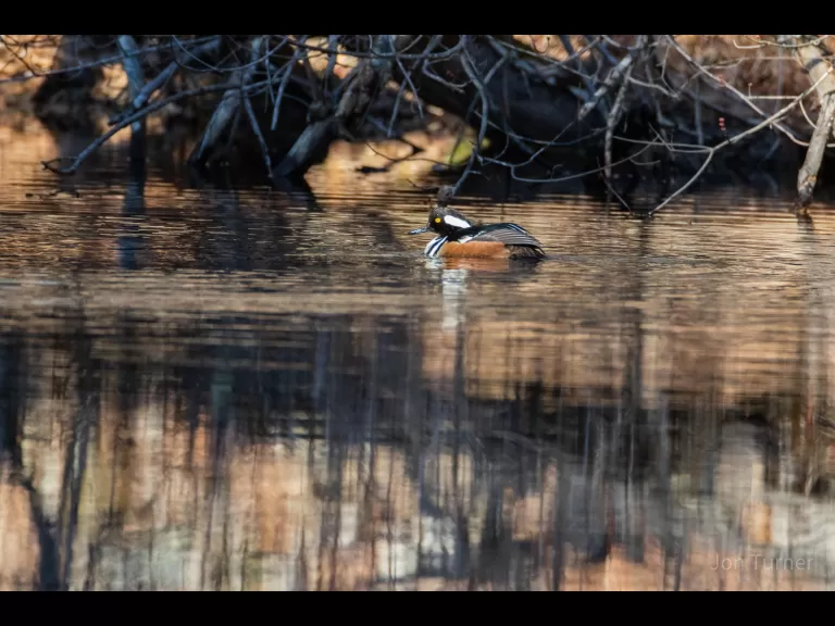 A red-tailed hawk in Harvard, photographed by Jon Turner.