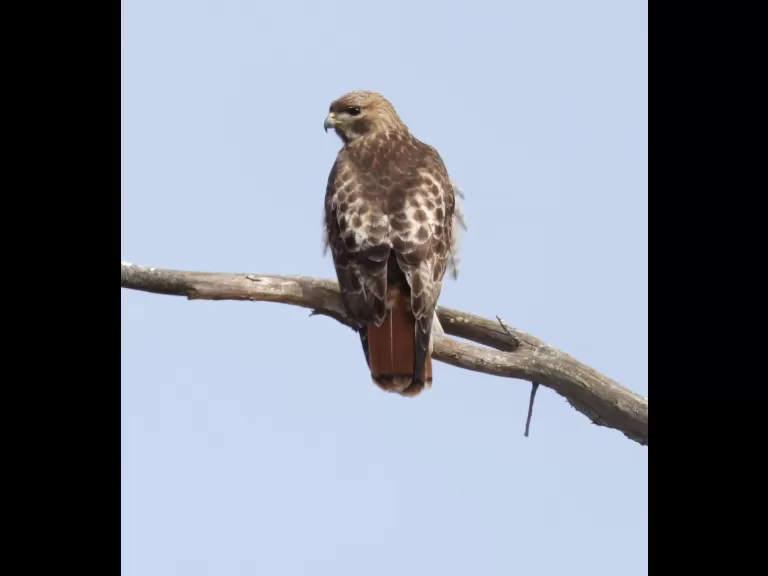 A red-tailed hawk at Breakneck Hill Conservation Land in Southborough, photographed by Steve Forman.