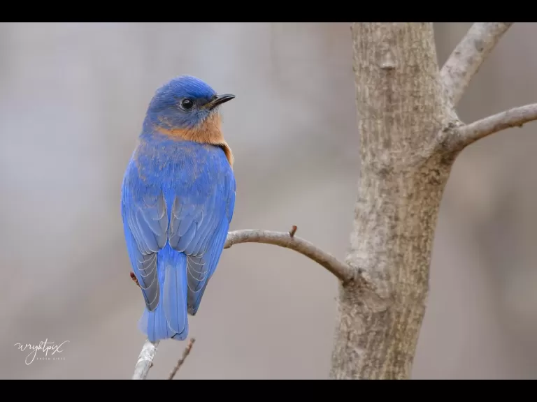 An eastern bluebird in Westborough, photographed by Nancy Wright. An eastern bluebird in Westborough, photographed by Nancy Wright.