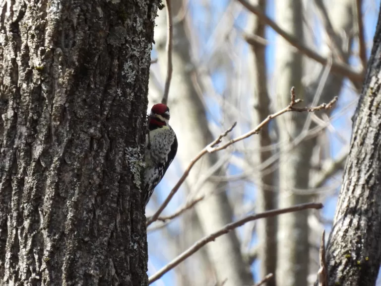 A yellow-bellied sapsucker at Smith Conservation Land in Littleton, photographed by Emily Szczypek.