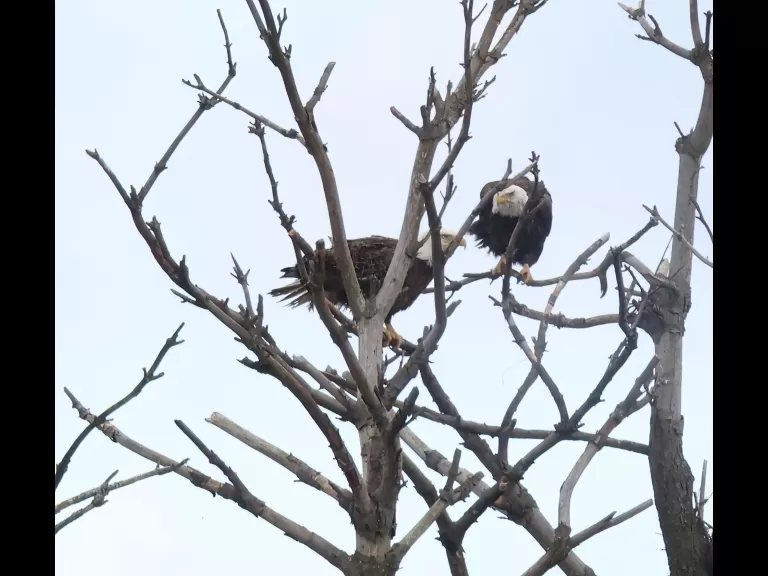 Bald eagles on the Sudbury Reservoir in Southborough, photographed by Steve Forman.