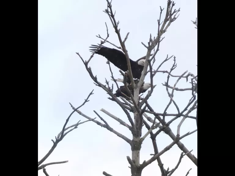 Bald eagles on the Sudbury Reservoir in Southborough, photographed by Steve Forman.