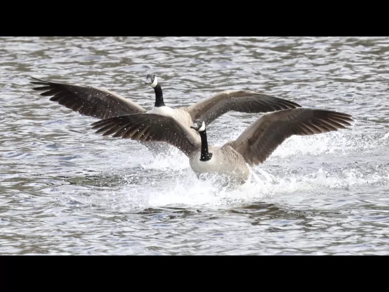Canada geese at Hager Pond in Marlborough, photographed by Steve Forman.