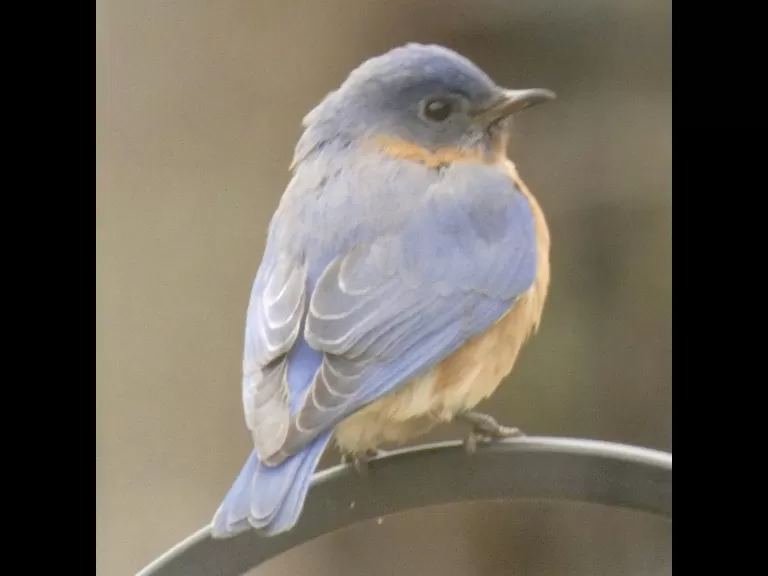 An eastern bluebird in Sudbury, photographed by Sharon Tentarelli.