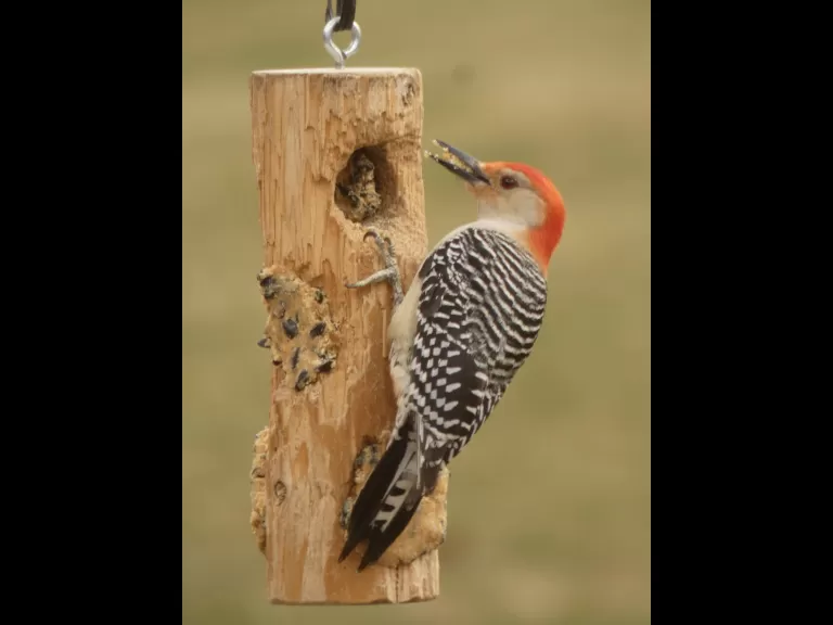 An eastern bluebird in Sudbury, photographed by Sharon Tentarelli.