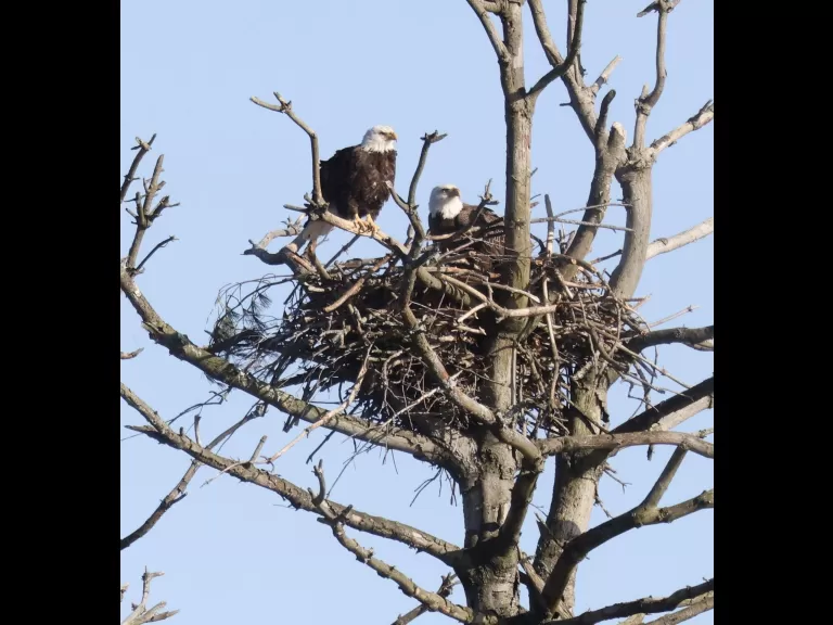 Bald Eagles on the Sudbury Reservoir in Southborough, photographed by Steve Forman.