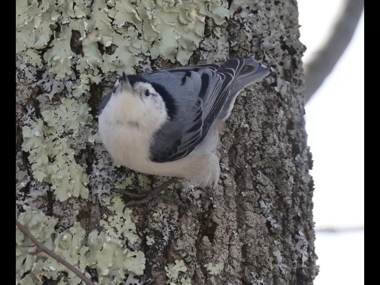 A song sparrow at Hager Pond in Marlborough, photographed by Steve Forman.