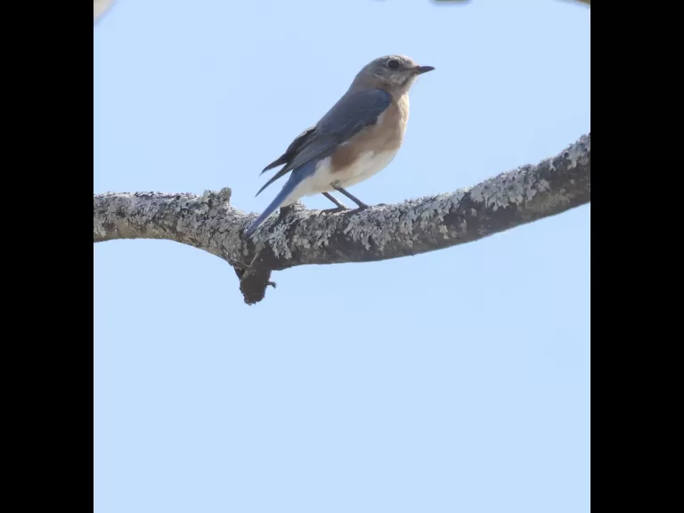 An American robin at Breakneck Hill Conservation Land in Southborough, photographed by Steve Forman.