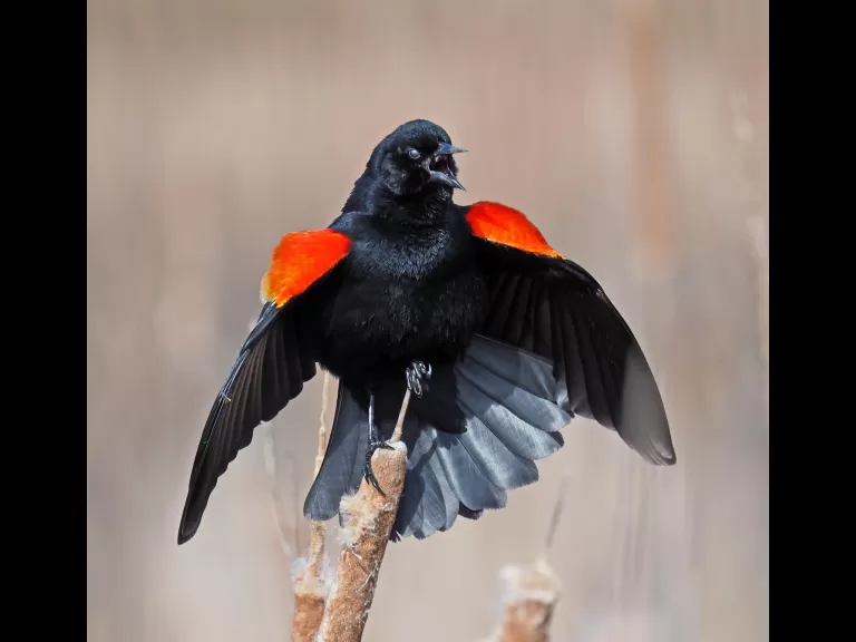 A painted turtle at Great Meadows National Wildlife Refuge in Concord, photographed by Joan Chasan.