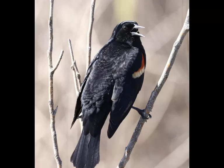 A great blue heron at Farm Pond in Framingham, photographed by Steve Forman.