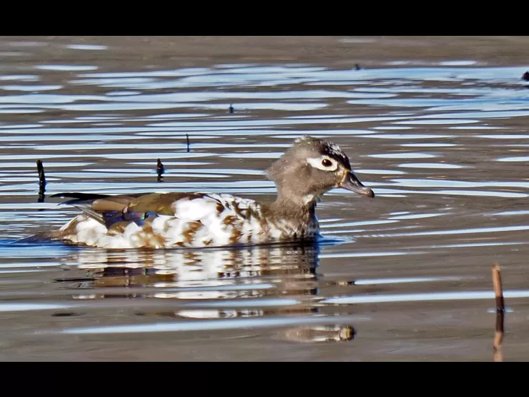 A painted turtle at Great Meadows National Wildlife Refuge in Concord, photographed by Joan Chasan.