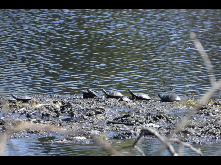 A great blue heron at Hop Brook Marsh Conservation Land in Sudbury, photographed by Judy Clawson.