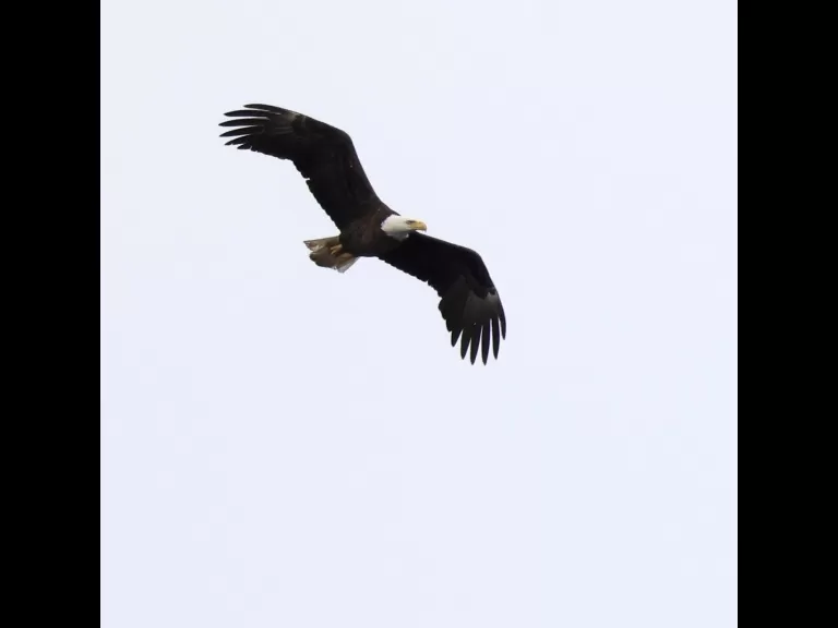 A bald eagle at the Sudbury Reservoir in Southborough, photographed by Steve Forman.