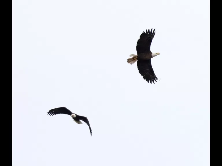 A bald eagle at the Sudbury Reservoir in Southborough, photographed by Steve Forman.