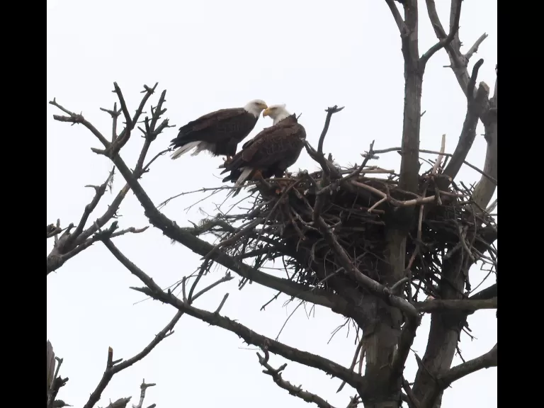 A bald eagle at the Sudbury Reservoir in Southborough, photographed by Steve Forman.
