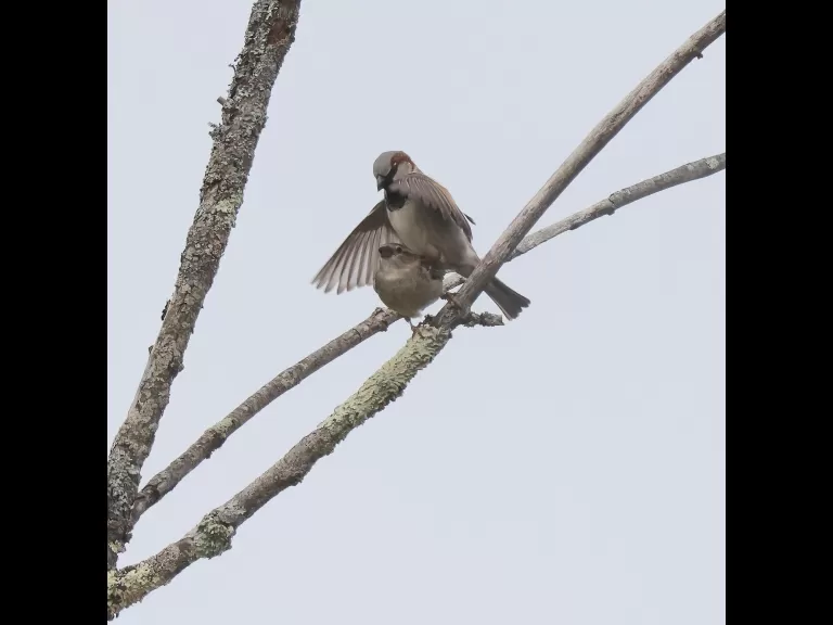 A pair of house sparrows at Breakneck Hill Conservation Land in Southborough, photographed by Steve Forman.