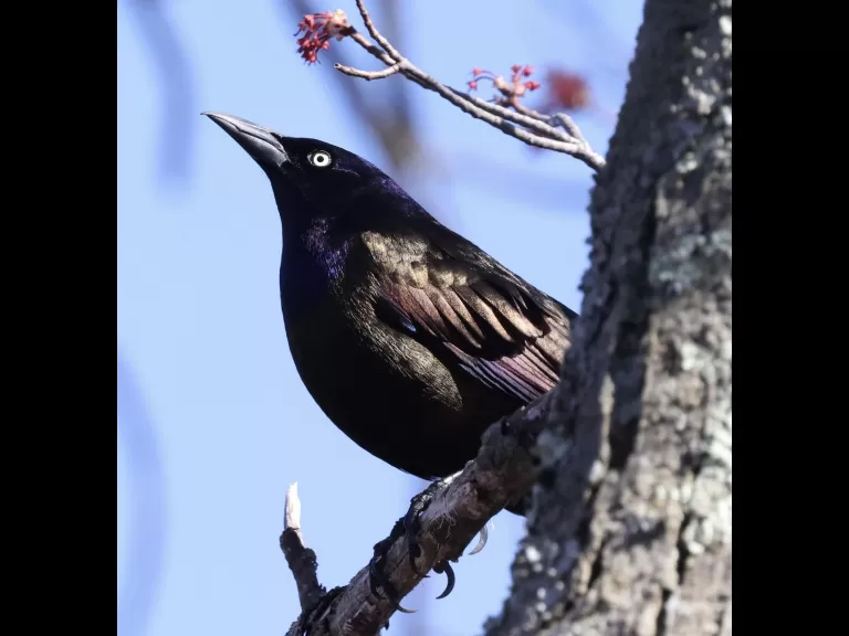A black-capped chickadee at Hager Pond in Marlborough, photographed by Steve Forman.