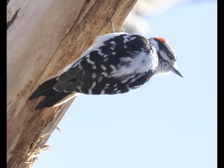 A black-capped chickadee at Hager Pond in Marlborough, photographed by Steve Forman.