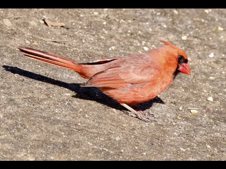 A black-capped chickadee at Hager Pond in Marlborough, photographed by Steve Forman.