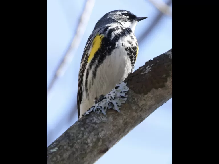 A black-capped chickadee at Hager Pond in Marlborough, photographed by Steve Forman.