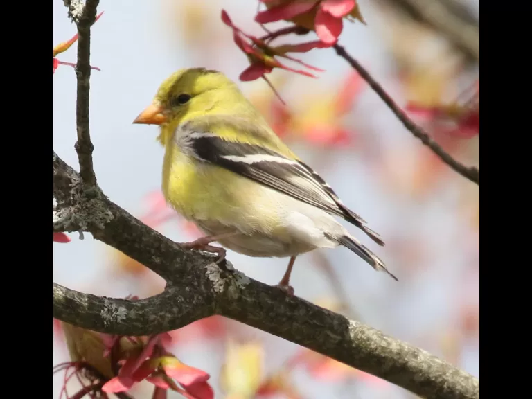An American goldfinch in Natick, photographed by Steve Forman.