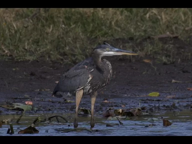 A great blue heron at Greenways Conservation Area in Wayland, photographed by Gail Sartori.