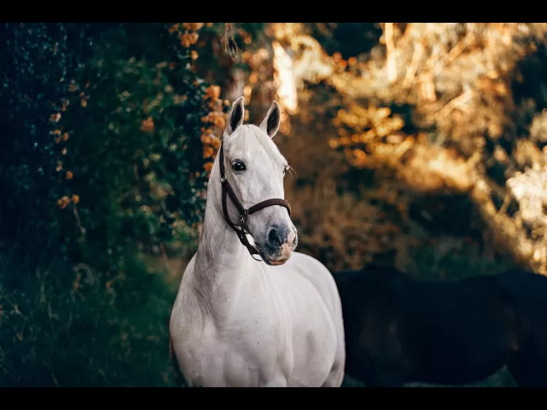 white horse