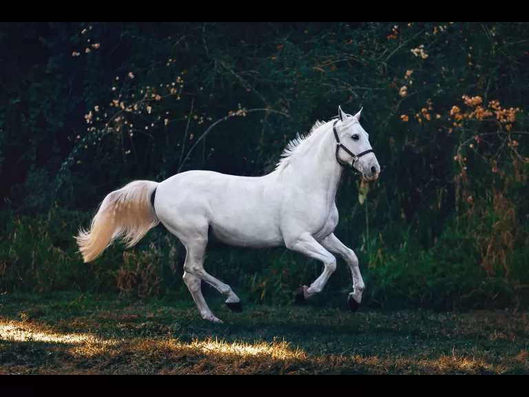 galloping horse