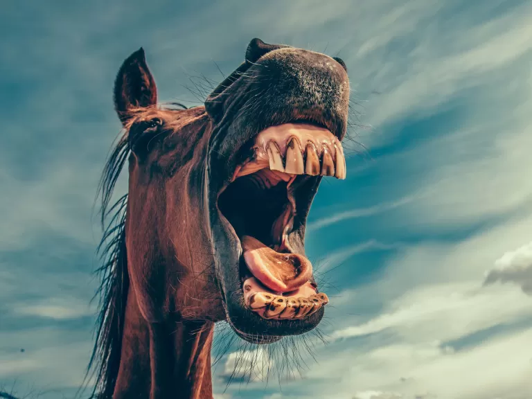 silly horse