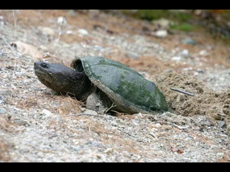 Many species of wildlife find habitat in Memorial Forest. Photo by Dan Foster.