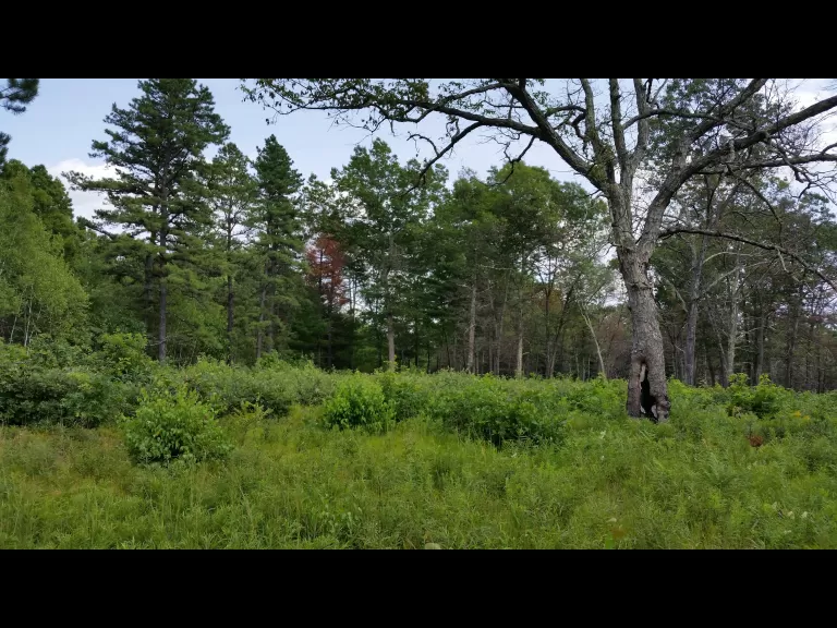 A scene from Memorial Forest, three months after the prescribed burn in 2014.