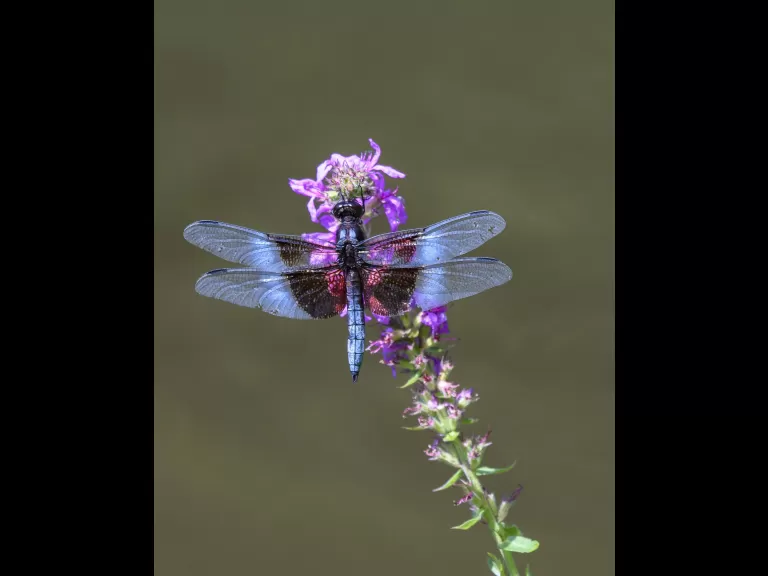 Widow Skimmer, Photographed by John Mastrobattista