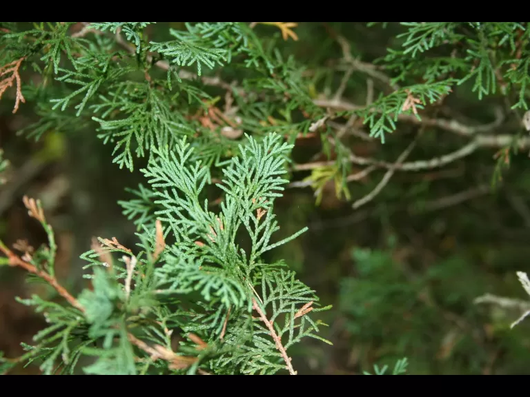 Photo by Cyndy Sims Parr, Flickr