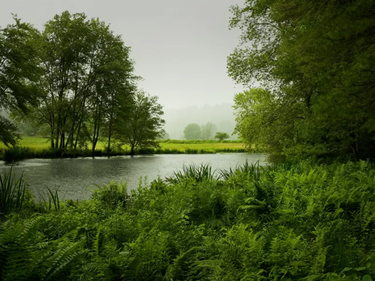 Hazel Brook Conservation Area. Photo by Mark Levinson.