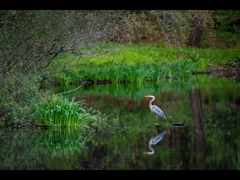 A Great Blue Heron in the waters at Hazel Brook Conservation Area. Photo by Louis Calisi.