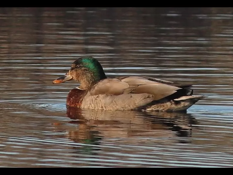 A great blue heron at Assabet River National Wildlife Refuge in Sudbury, photographed by Dan Trippe.