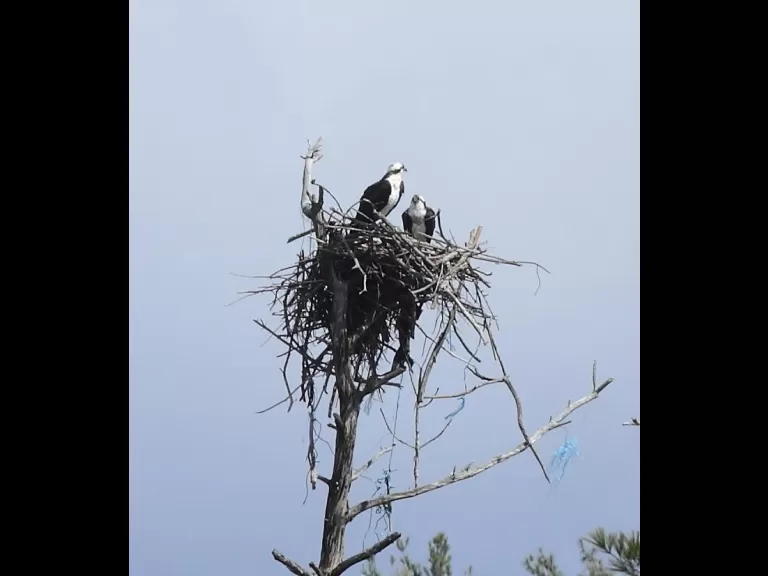 Ospreys at Assabet River National Wildlife Refuge in Sudbury, photographed by Dan Trippe.