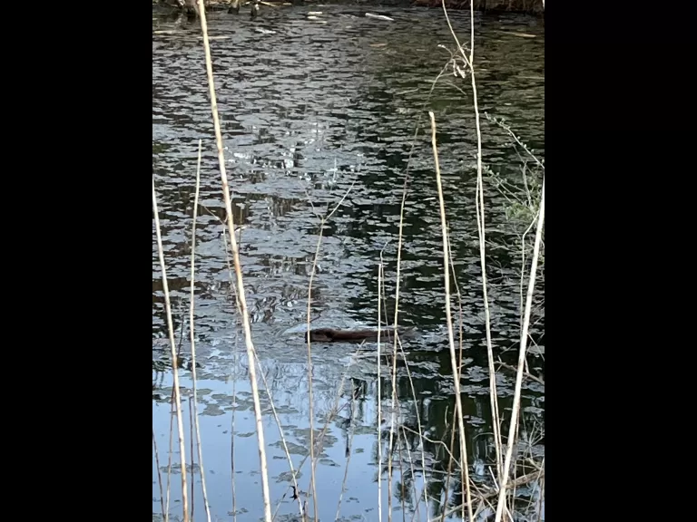 A beaver gnawing a tree in Wayland, photographed by Karen Blumenfeld.
