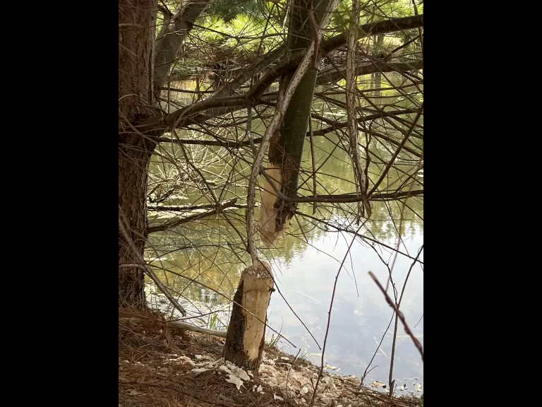 A beaver gnawing a tree in Wayland, photographed by Karen Blumenfeld.