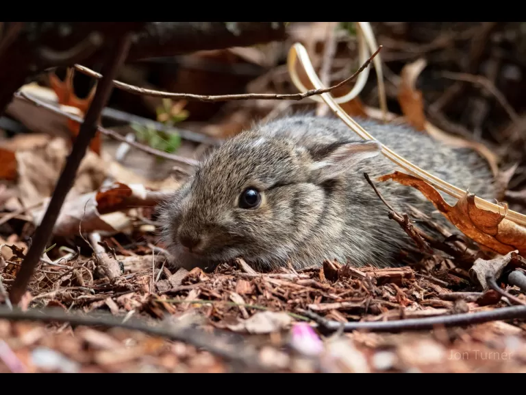 A cotton-tailed rabbit in Harvard, photographed by Jon Turner.