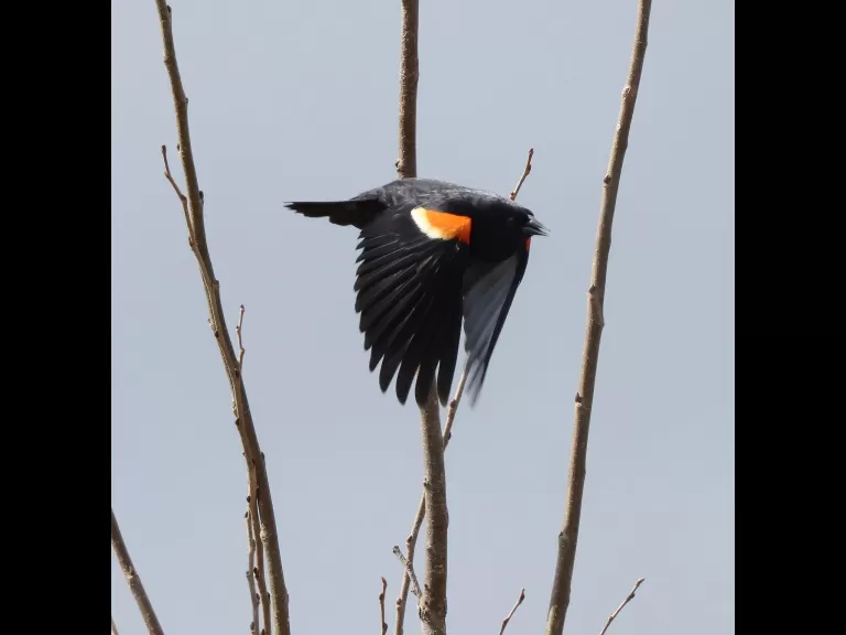A house finch at Breakneck Hill Conservation Land in Southborough, photographed by Steve Forman.