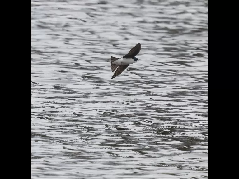 A tree swallow at Hager Pond in Marlborough, photographed by Steve Forman.