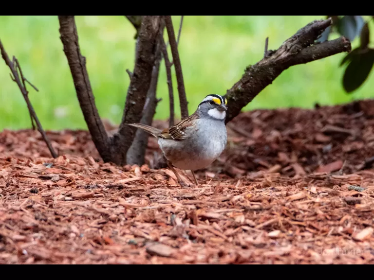 A white-throated sparrow in Harvard, photographed by Jon Turner.