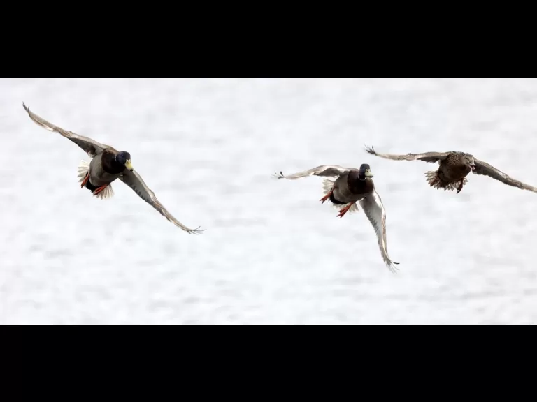 A Canada goose at Hager Pond in Marlborough, photographed by Steve Forman.