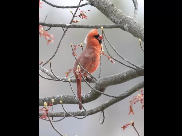 A Canada goose at Hager Pond in Marlborough, photographed by Steve Forman.
