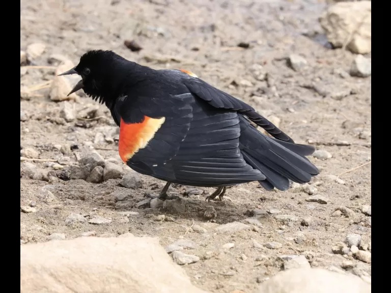 A Canada goose at Hager Pond in Marlborough, photographed by Steve Forman.