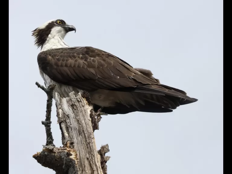 An osprey at Hager Pond in Marlborough, photographed by Steve Forman.